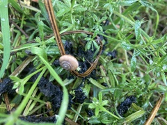 Helicella itala