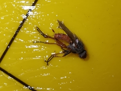 Lispocephala brachialis