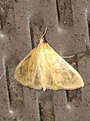 Crocidophora tuberculalis