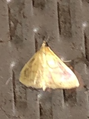 Crocidophora tuberculalis