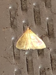 Crocidophora tuberculalis