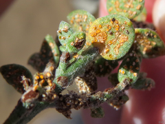 Puccinia cressae