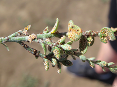 Puccinia cressae