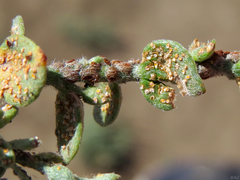Puccinia cressae