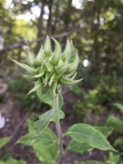Helianthus resinosus