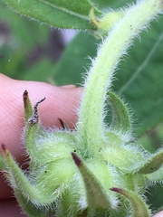 Helianthus resinosus