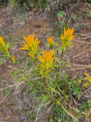 Castilleja flava