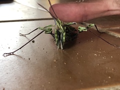 Idolomantis diabolica
