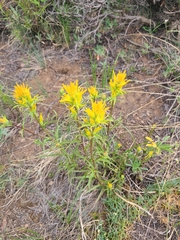 Castilleja flava