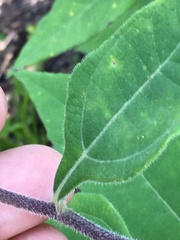 Helianthus resinosus