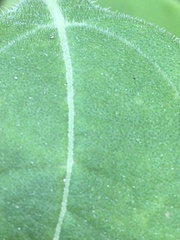 Helianthus resinosus