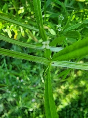 Galium aparine