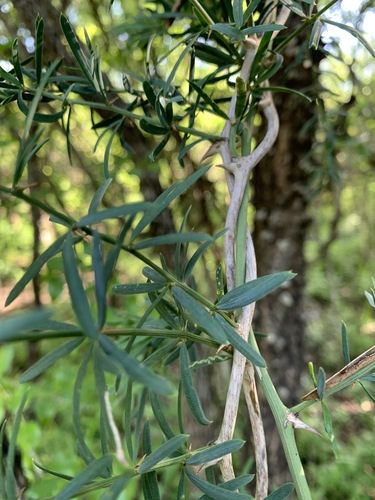 Asparagus natalensis image