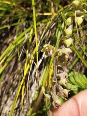 Epipactis kleinii