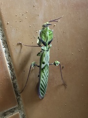 Idolomantis diabolica