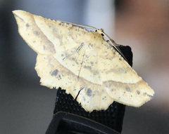 Euchlaena tigrinaria