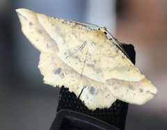 Euchlaena tigrinaria