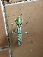 Idolomantis diabolica