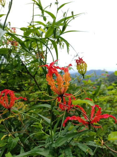 flame lily