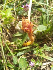 Orobanche gracilis