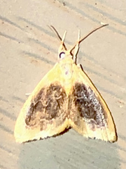 Glaphyria fulminalis