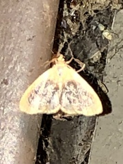 Glaphyria fulminalis