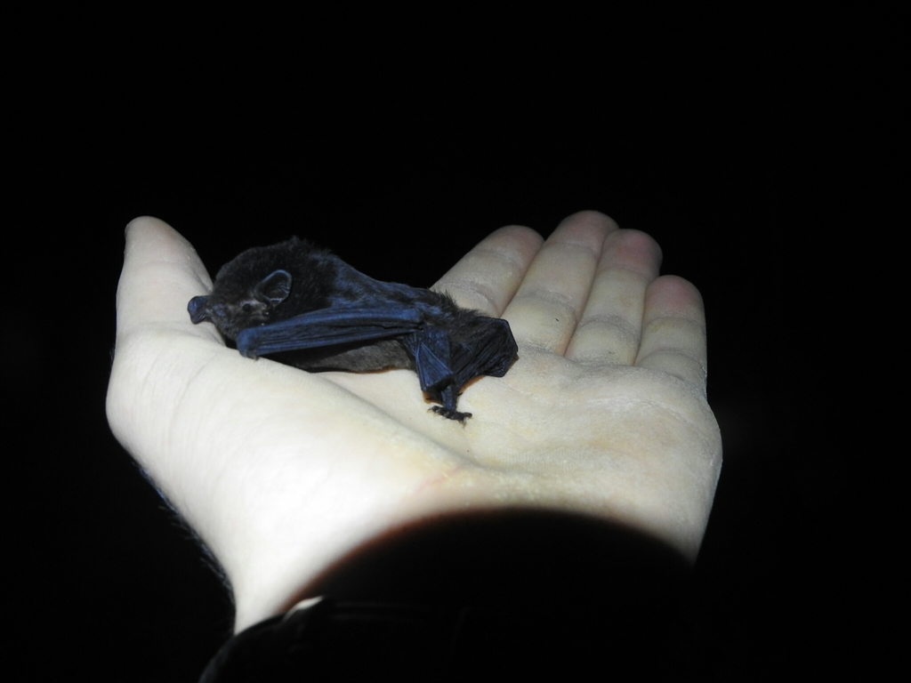 New Zealand Long-tailed Bat