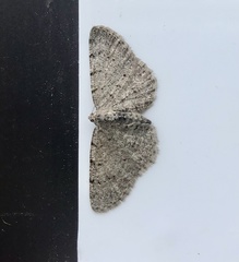 Aethalura intertexta