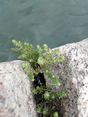 Sedum acre