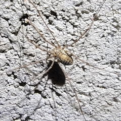 Homolophus serrulatus