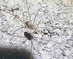 Homolophus serrulatus