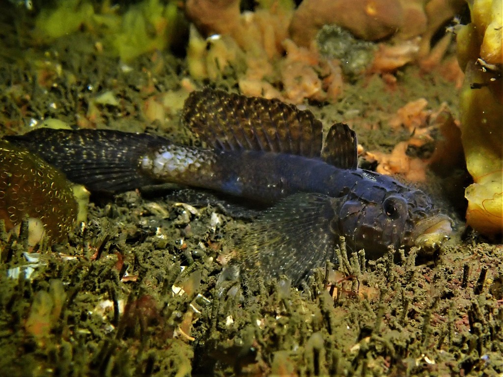 Callogobius