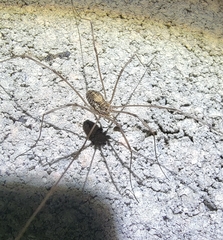 Homolophus serrulatus
