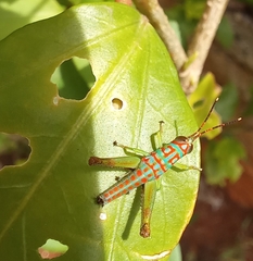 Pirithoicus ophthalmicus