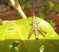 Pirithoicus ophthalmicus