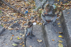 Macaca fascicularis