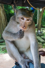 Macaca fascicularis