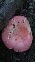 Russula flavisiccans