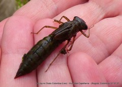 Rhionaeschna marchali