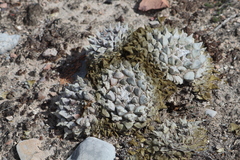 Ariocarpus retusus