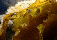 Paraluteres prionurus