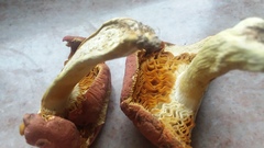 Russula flavisiccans