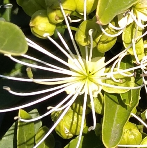 Natal Bushcherry (Maerua nervosa)