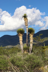 Yucca potosina