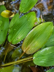 Potamogeton polygonifolius