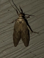 Limnaecia phragmitella