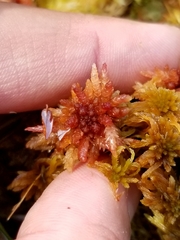 Sphagnum medium