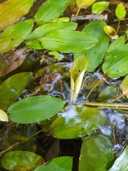 Potamogeton polygonifolius