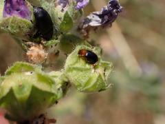 Podagrica fuscicornis