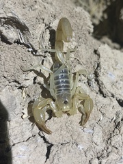 Paruroctonus